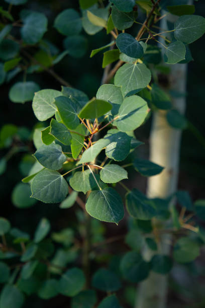 istock Aspen Tree Leaves in the Morning Sun 1633758691