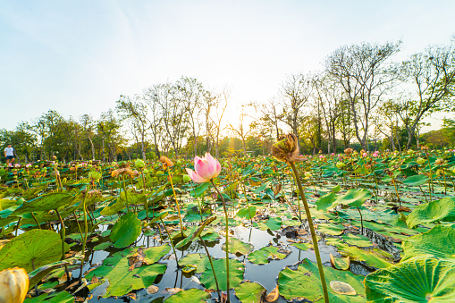 Beautiful pink lotus flower in pond outdoor park sunset zen flower