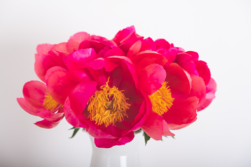 Beautiful bouquet of fresh coral red peony flowers in full bloom in vase against white background, close up. Mother's day, Birthday card.