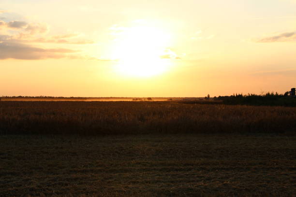 istock Harvester on a hot evening in a wheat field 1633781044
