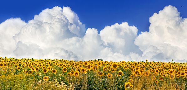 Image of a field of sunflowers and large white clouds on the horizon