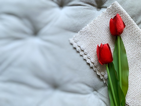 Top view of two beautiful flowers red tulips isolated on the knitting cloth with grey cushion, blurred background textures, copy space and flat lay