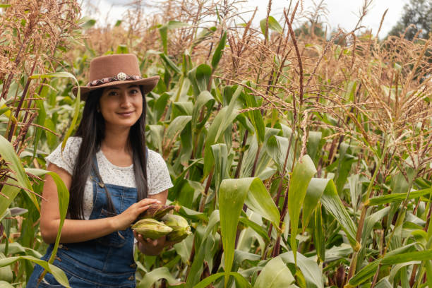 istock Woman harvesting tender corn 1633794024