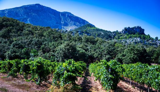 istock Dramatic landscape of Mallorca, Spain with a rugged mountain range surrounded by lush vegetation 1633797480