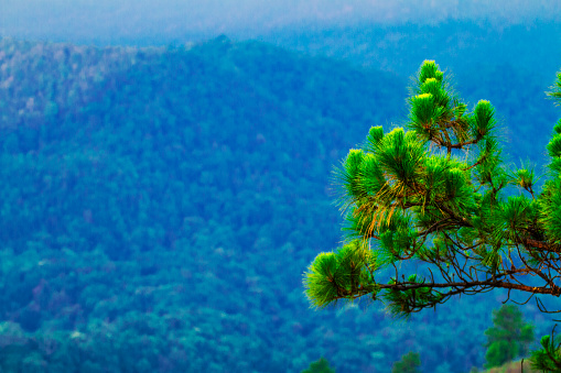 Fir tree branch with woodland in valley and mountains of Chiang Mai province in background