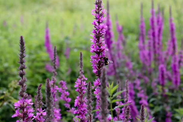 abeille butineuse une fleur - purple loosestrife photos et images de collection