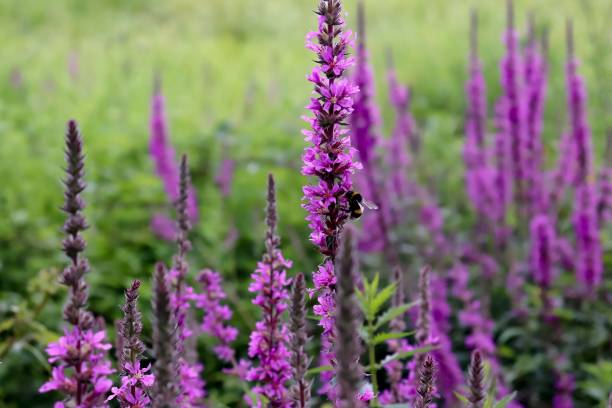 Foraging bee a flower Gros plan sur la nature, une abeille en train de butiner une fleur sauvage lythrum salicaria purple loosestrife stock pictures, royalty-free photos & images