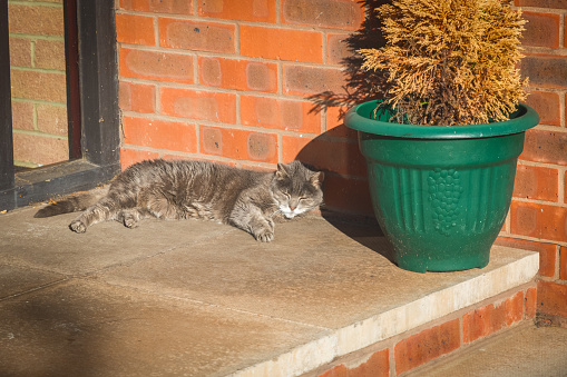 A snoozing cat on patio with afternoon sunlight in Bristol, England