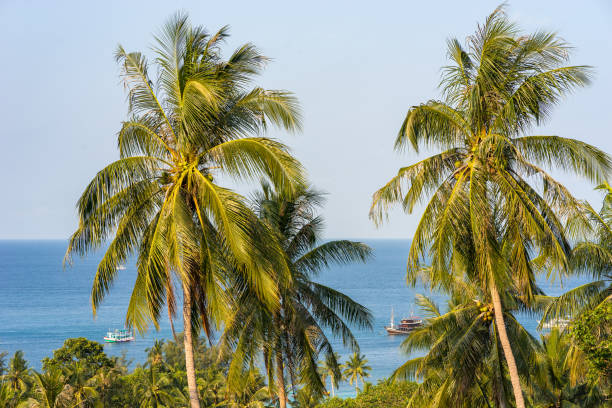 istock Coconut palms in morning sunlight against blue sea horizon 1633835573