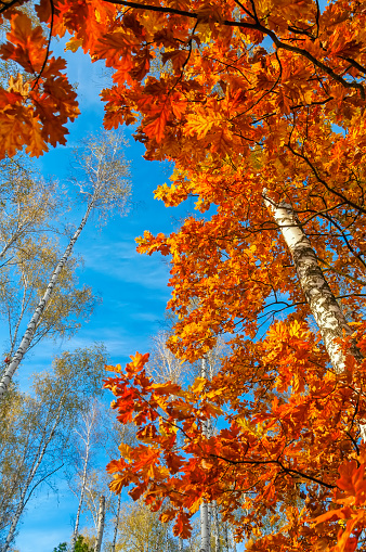Autumn forest, red oak and birch branches against the blue sky.