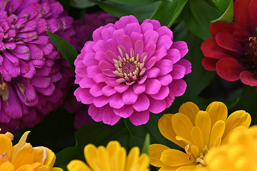 Pink and yellow dahlia flowers in garden