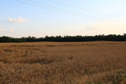 Wheat field and trees in the evening