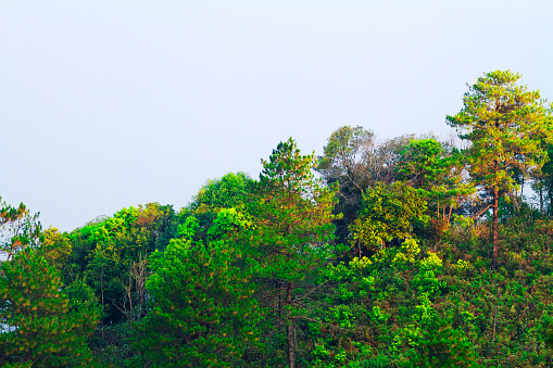 Treetops of woodlands on mountains in Chiang Mai province