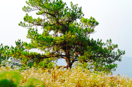 Single fir tree on top of mountain in Chiang Mai province