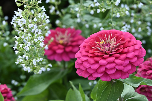 Colorful blooming zinnia blossoms in garden.Summer milti colored background.Sunny weather.Arrangement of flowers.Floriculture.