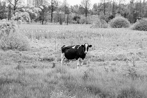 Photography on theme beautiful big milk cow grazes on dark meadow under light sky, photo consisting of milk cow with long tail eat straw on meadow, milk cow in grass meadow for tasty white liquid