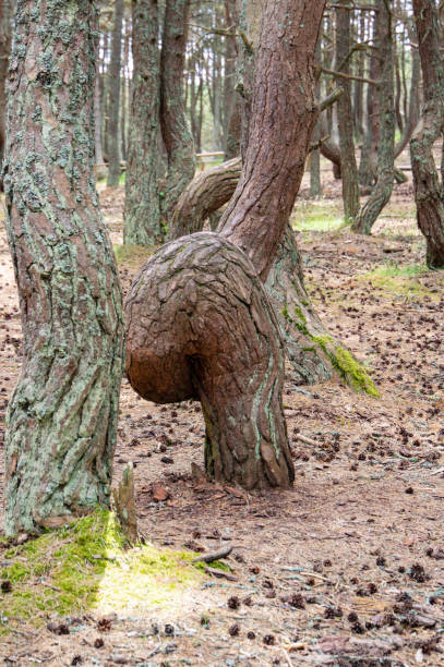 istock Curonian spit. Dancing pines. Tilted, curved and twisted pine trunks.  Dancing forest local landmark located on dune Round in vicinity of village of Rybachy. 1633851048