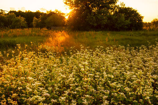 Delicate wildflowers in gentle sunlight on a meadow. Summer morning mood. Beautiful landscape in the early summer morning. Flowering of buckwheat.