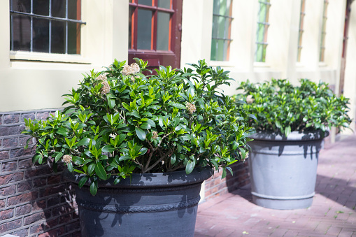 Seedlings of red roses in brown flower pots. High quality photo