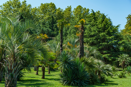 Garden background texture