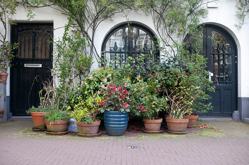 Potted plants on the pavement outside a residential house in the city of Amsterdam