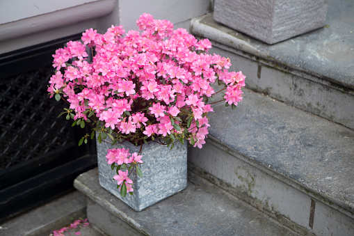 Azalea flowers on the steps outside a residential house in the city of Amsterdam