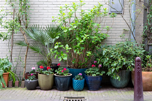 Potted plants outside a residential house in the city of Amsterdam