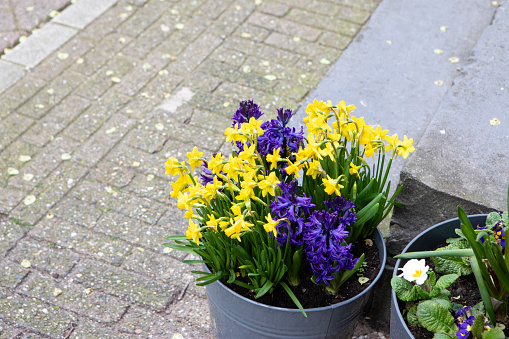 Daffodils and Hyacinths on the pavement outside a residential house in the city of Amsterdam