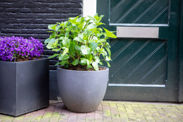 istock Potted plant and flowers by a front door 1633858049
