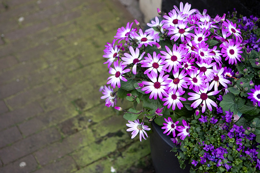 Pericallis flowers outside a residential house in the city of Amsterdam