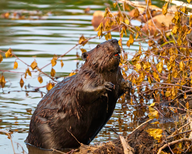 Beaver Photo and Image.  Buck teeth and wet brown fur coat. Building a beaver dam and lodge in its habitat. Beaver close-up side view, building a beaver dam and lodge in its habitat surrounding and environment, displaying buck teeth and wet brown fur coat. beaver dam stock pictures, royalty-free photos & images