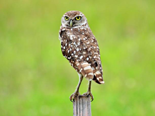 istock Burrowing Owl (Athene cunicularia) -perched on a wood post 1633878595