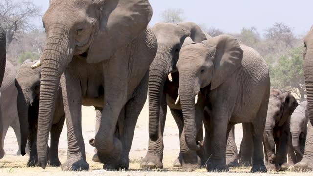 Big herd of Elephants