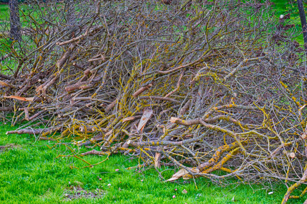 istock Wooden Forest Brown Broken Branches Against Scenic Fall in Botanical Garden. 1633896708