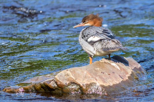 A large duck, a large merganser (female), stands on a stone in a flowing river.