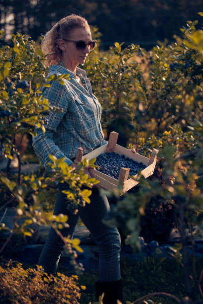 istock Woman picking fresh blueberries on a farm. 1633935394