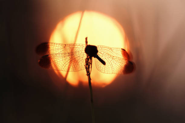 Yellow dragonfly sits on a pine branch on a sunny day