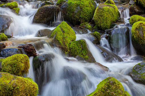 Closeup of water flowing surrounded by moss-covered rocks on Olympic National Park in Washington state