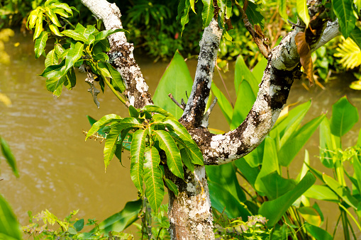 Green leaves of tropical tree at small river in Chiang Mai province