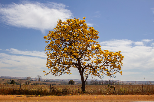 Goiania, Goias, Brazil – August 11, 2023:  A flowering yellow ipe in the middle of dry grass, on the banks of the BR-352 in Goias, with the sky in the background.