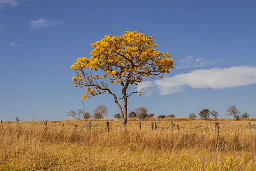 Goiania, Goias, Brazil – August 11, 2023: A flowering yellow ipe in the middle of dry grass, on the banks of BR-352, in Goias.