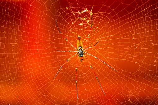 Spider on spider web with green background. Closeup of a brown spider isolated on green background. Spider close-up on a green background, horizontal photo.