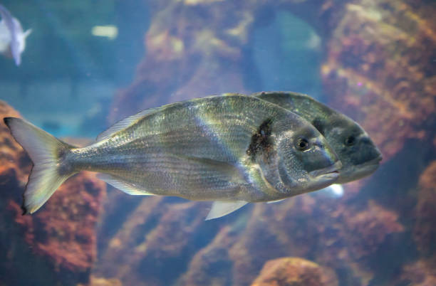 istock Gilt-head bream or Sparus aurata swimming in group 1633970904