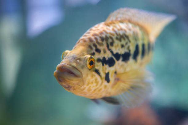 istock Jaguar cichlid fish or parachromis managuensis 1633970905
