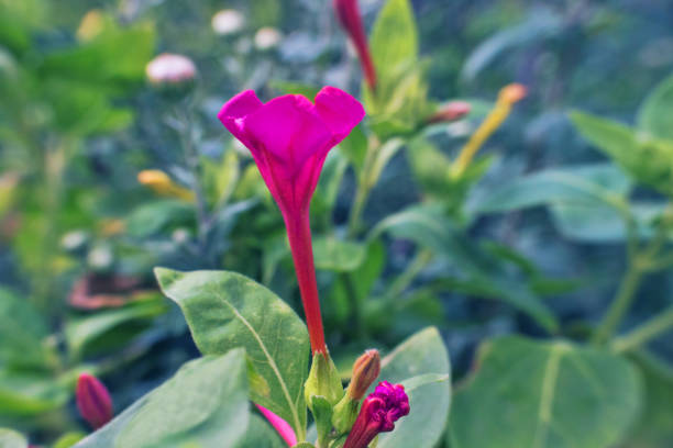 istock Flowers of tobacco 1633973594