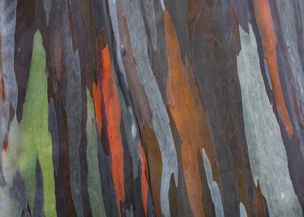 istock Background of the natural colorful tree trunk 1633986106