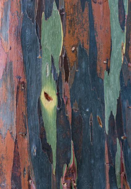 istock Background of the natural colorful tree trunk 1633986117