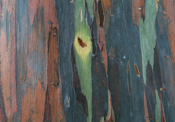 istock Background of the natural colorful tree trunk 1633986615