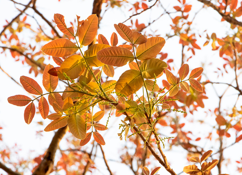 Vivid color of leaves in autumn