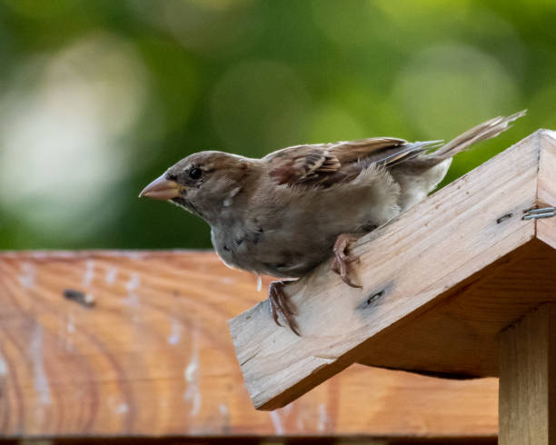 istock A sparrow looking for food in the feeder 1634007733